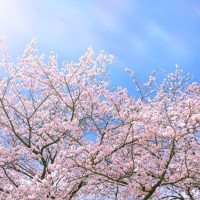 ２０２３年・桜の開花傾向