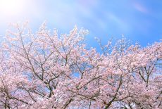 ２０２３年・桜の開花傾向