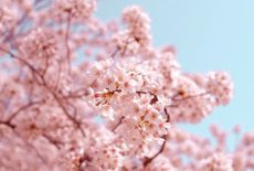 ２０２４年　桜の開花・満開予想🌸