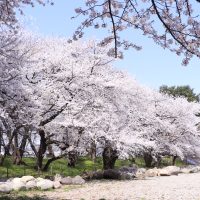 山形市霞城公園の桜、今年も見事に咲き誇る。山形市霞城公園的櫻花也迎來滿開了。