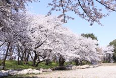 山形市霞城公園の桜、今年も見事に咲き誇る。山形市霞城公園的櫻花也迎來滿開了。