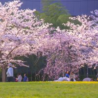 仙台市內的櫻花迎來滿開