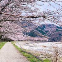 ２０２６年　桜の開花・満開予想🌸
